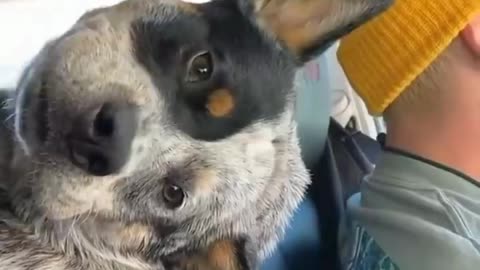 Dog Looks Visibly Petrified After Man Pretends To Eat His Ear