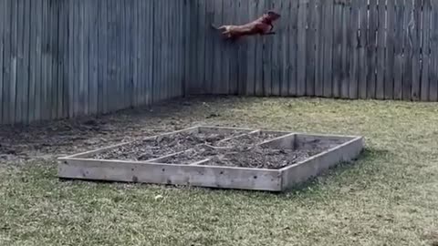 Dog long jump to catching the squirral
