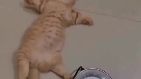 Cat sleeping funny video.