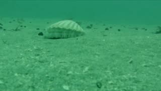 small oyster swimming
