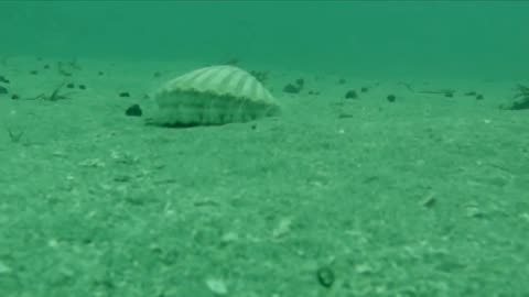 small oyster swimming