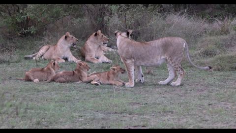 Older lion cubs teach _kids_ not to bite Dad,VIRAL,TRENDING,