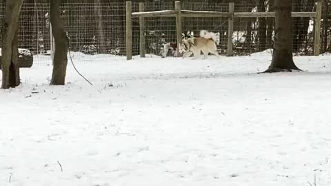 Two Husky Dogs in Snowy Area