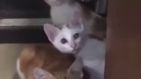 Adorable cute kitten gang 😍😂🤣