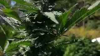 CBD CROP 2019