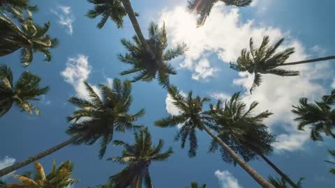 Palm trees being moved by the wind, low view