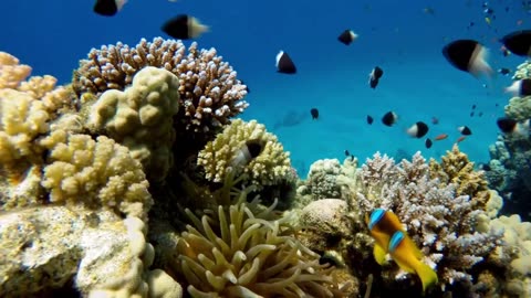 Underwater Relaxation Music : Beautiful Aquarium Coral Reef Fish, Relaxing Ocean Fish