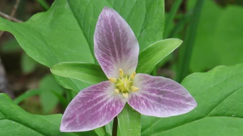 Western Trillium Mid-Flowering