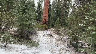 Red-ish Bark of Ponderosa Pines – Central Oregon – Edison Sno-Park – 4K