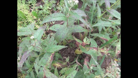 Medicinal Flowers and Roots Boneset Sept 2022