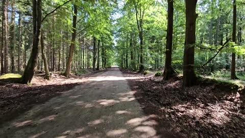 1 Hour Walking Through The Saxony Forest/Sachsenwald (no talking, ambient only - much bird chirping)