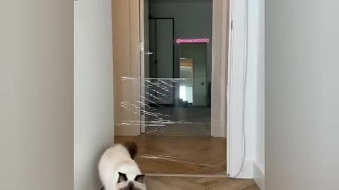 Jerrie vs Invisible wall -- Cuteness overload 🐈 cat funny 🤣😻