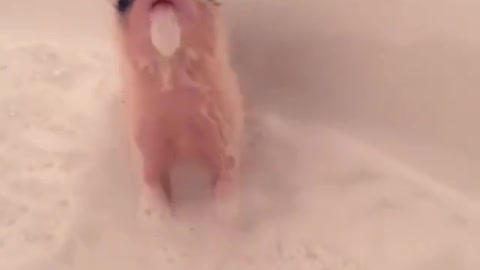 Piglet Having A Bath