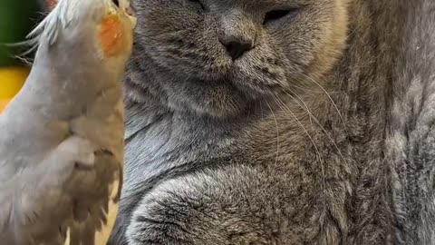 Parrot and cat funny video