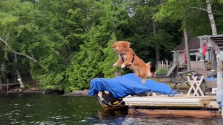 Lennon the Dog Loves Diving From the Dock