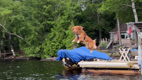 Lennon the Dog Loves Diving From the Dock