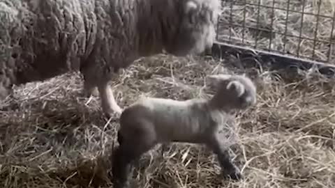 Lamb rejected by its own mother, then adopted by a dog!