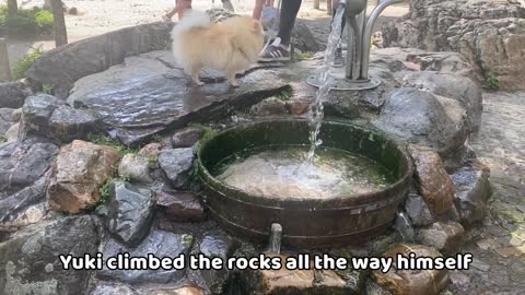 Cute Pomeranian Playing On a Dike! 🐶🧡