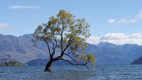 The Lonely Tree