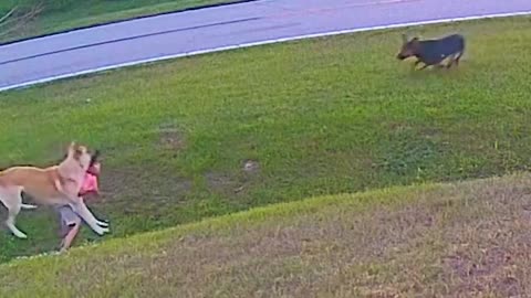 A dog saves its owner from being attacked by another dog