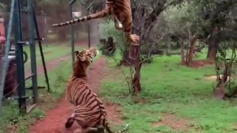 Tiger jump for catch meat#tiger #meat