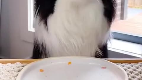 Hungry Doggy #pet #dog #kawaii #mukbang #cute #animals