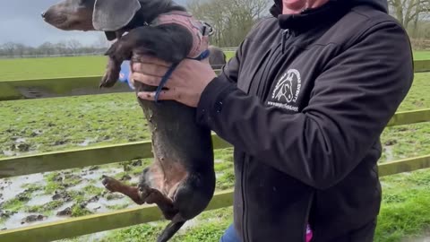 Sausage Dog Swims Laps While Being Carried Over Mud