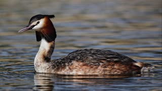 The Great Crested Grebe: Close Up HD Footage (Podiceps cristatus)