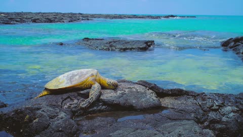 Soothing Sounds of Ocean Waves with Sea Turtle! | Ocean Sounds for Sleeping, Relaxation & Studying