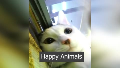 Funny animals - Funny cats _ dogs - Funny animal videos #01 jaziii