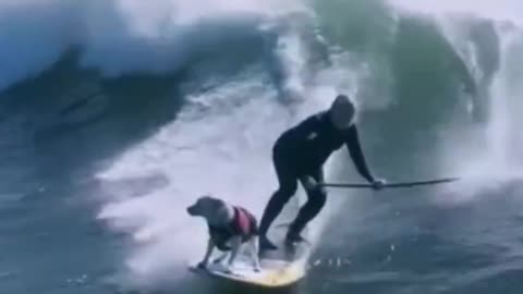 Extreme Sports Surfing for Pets