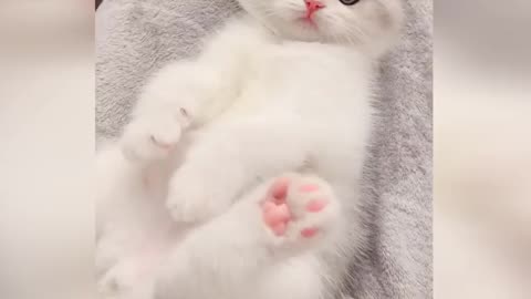 The best funny Cute cat moments and videos.