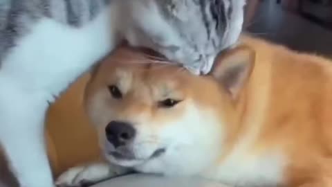 Unlikely Friendship: Astonishing Cat and Dog Duo! Short #shorts #funnymemes #sy_vester