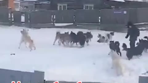 Dogs. Russia one Yakut guy against a pack of dogs!!!