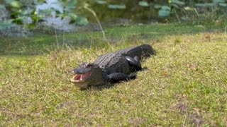 Alligator has mouth open, growls