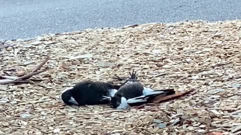 Chill Magpies Lie on Cold Mulch