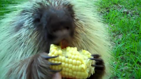 Speaking porcupine while eating corn on the cob !