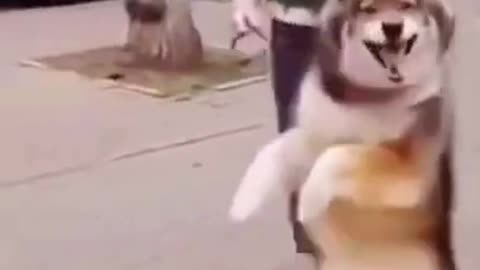 funny _"dancing _"dog 🐕🐕🐕 cute dog 🐕 video 2022