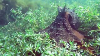 Octopus swimming - HD video - 1