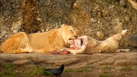 Lion Eat Big Cat Zoo Animal Nature Hunting