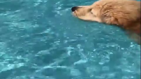 dog swimming pool