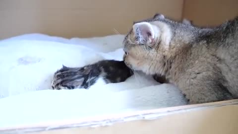 Daddy cat Coco meets baby kittens for the first time