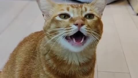 Cat singing song |The most viral video on social media that hits 50m+ views