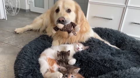 How the Golden Retriever and New Tiny Kittens Became Best Friends