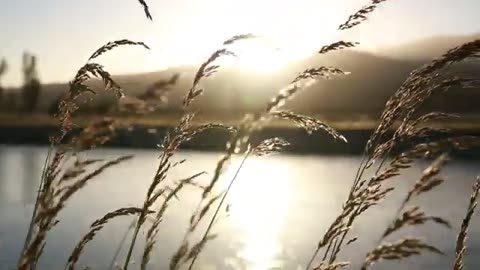 Healing Sounds: Morning Meditation In Nature Healing Sounds Video
