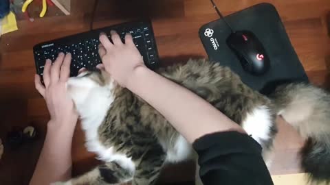 Human desk paralysed by cat