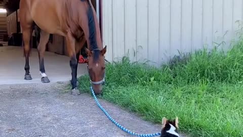 Do you think the dog can pull the horse?