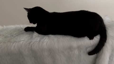 Adopting a Cat from a Shelter Vlog - Cute Precious Piper Lounges in Luxury