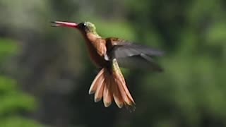 😮THE ONLY BIRD IN THE WORLD THAT CAN FLY BACKWARDS 💚