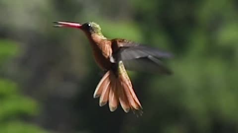 😮THE ONLY BIRD IN THE WORLD THAT CAN FLY BACKWARDS 💚